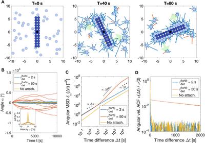 A Pili-Driven Bacterial Turbine